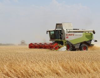 В Україні вже зібрали 6,5 млн тонн ранніх зернових